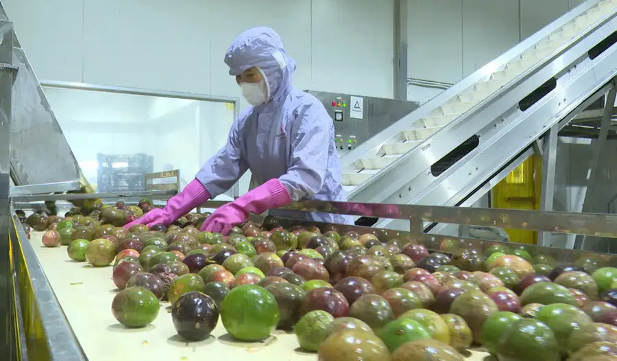 Gia Lai đầu tư phát triển vùng nguyên liệu bền vững cho nông sản chủ lực