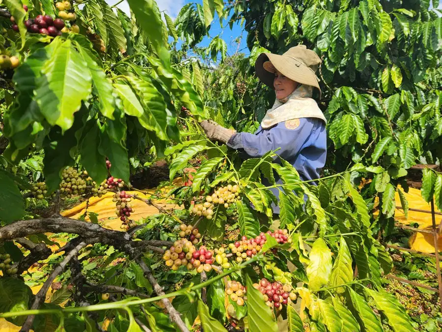 Gia Lai đầu tư phát triển vùng nguyên liệu bền vững cho nông sản chủ lực