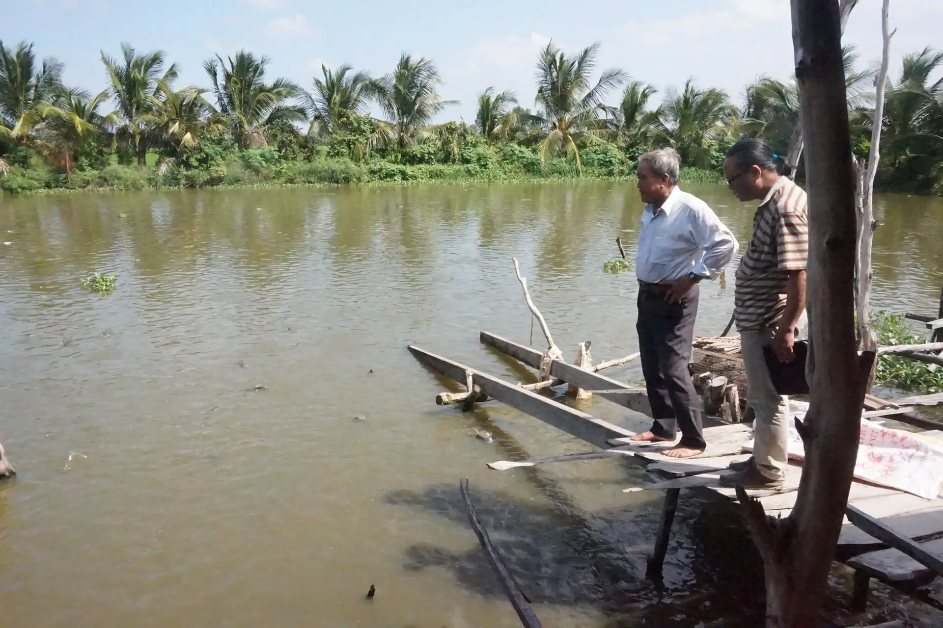 Giá phân bón tăng vọt, nông dân Tây Ninh ủ cá làm phân bón cho lúa, tiết kiệm tiền triệu mỗi hecta