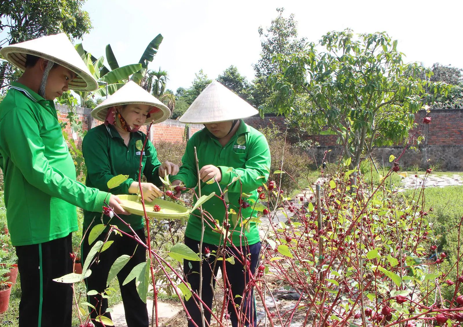 Giá trị kép từ sản phẩm OCOP
