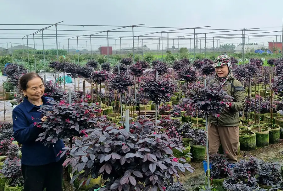 Giải bài toán liên kết sản xuất – tiêu thụ nông sản