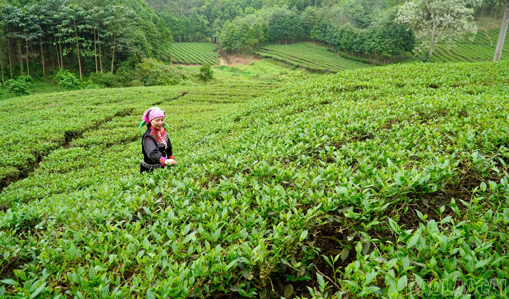 Giải pháp sản xuất chè xanh bền vững