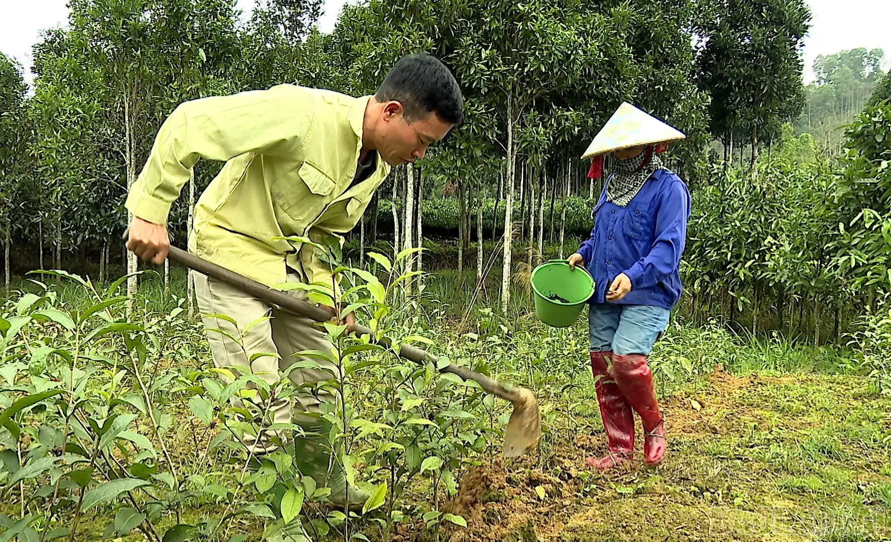 Giải pháp sản xuất chè xanh bền vững