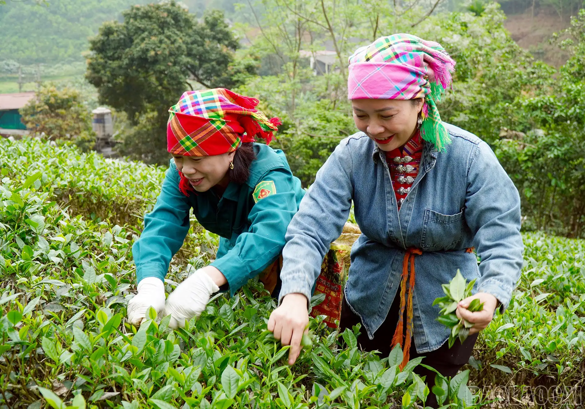 Giải pháp sản xuất chè xanh bền vững