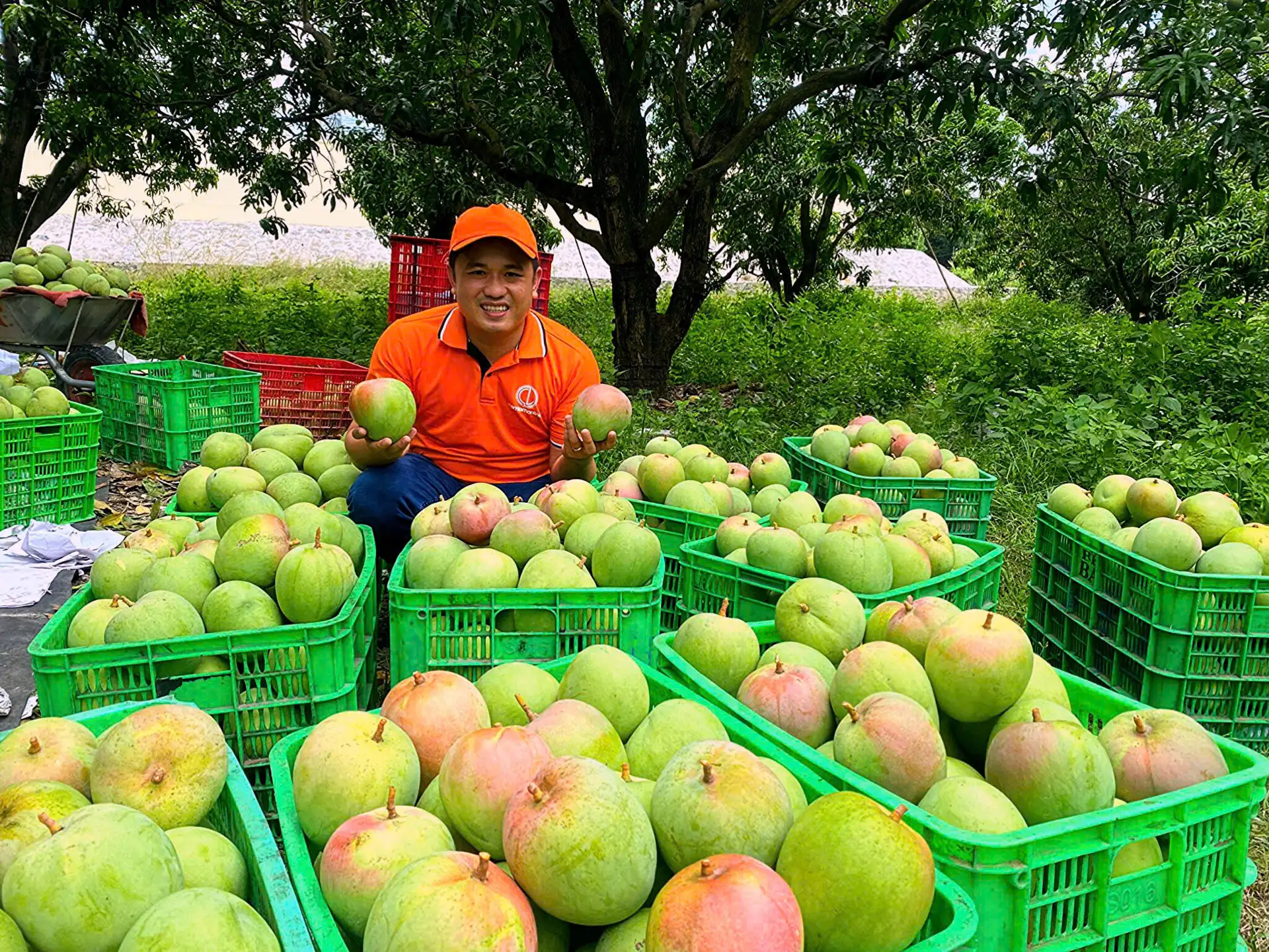 Giám đốc 9X ở Khánh Hòa ứng cử HĐND xã, cam kết làm nông nghiệp kết hợp du lịch trải nghiệm ở đất xoài Cam Lâm