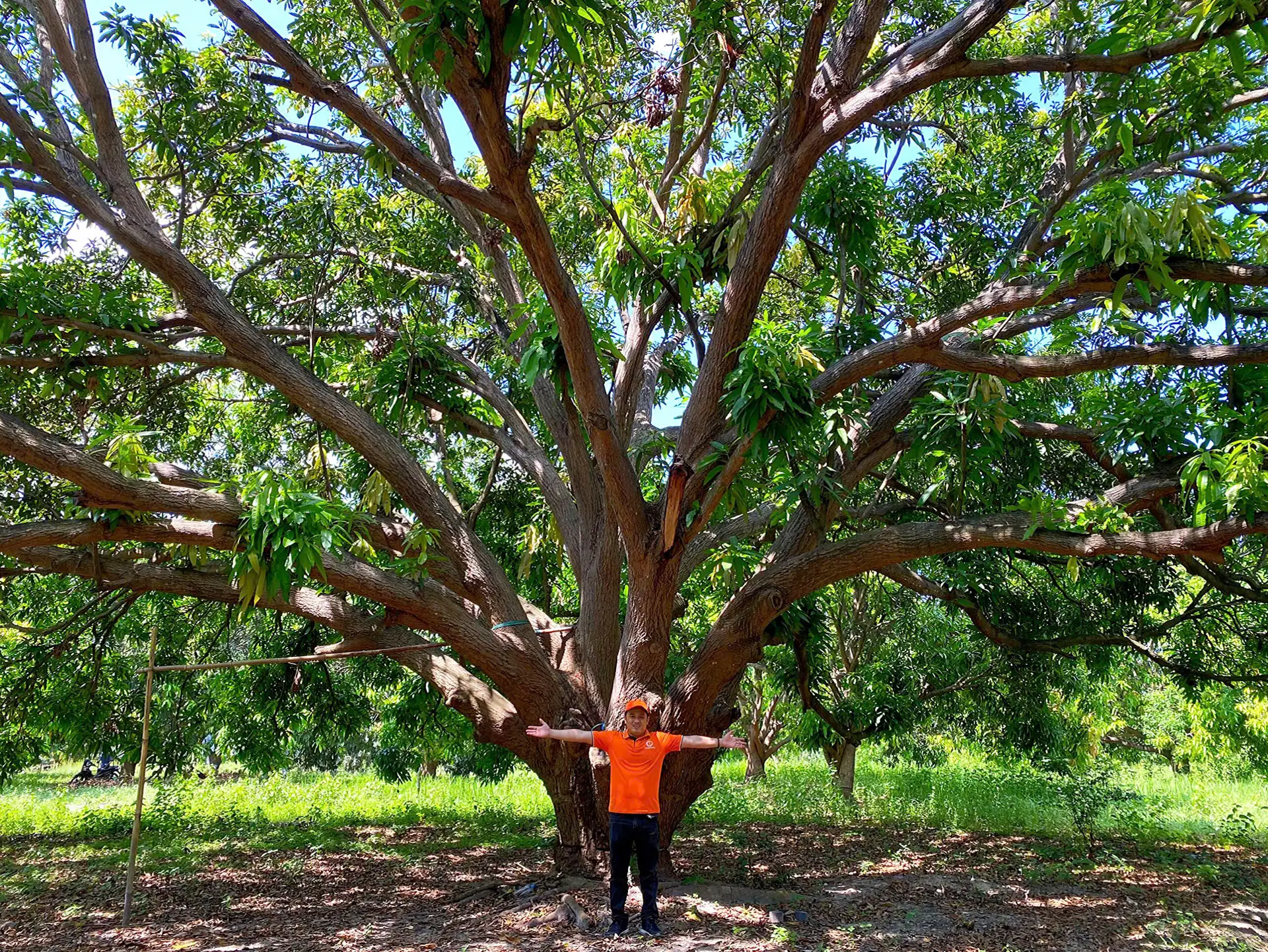 Giám đốc 9X ở Khánh Hòa ứng cử HĐND xã, cam kết làm nông nghiệp kết hợp du lịch trải nghiệm ở đất xoài Cam Lâm