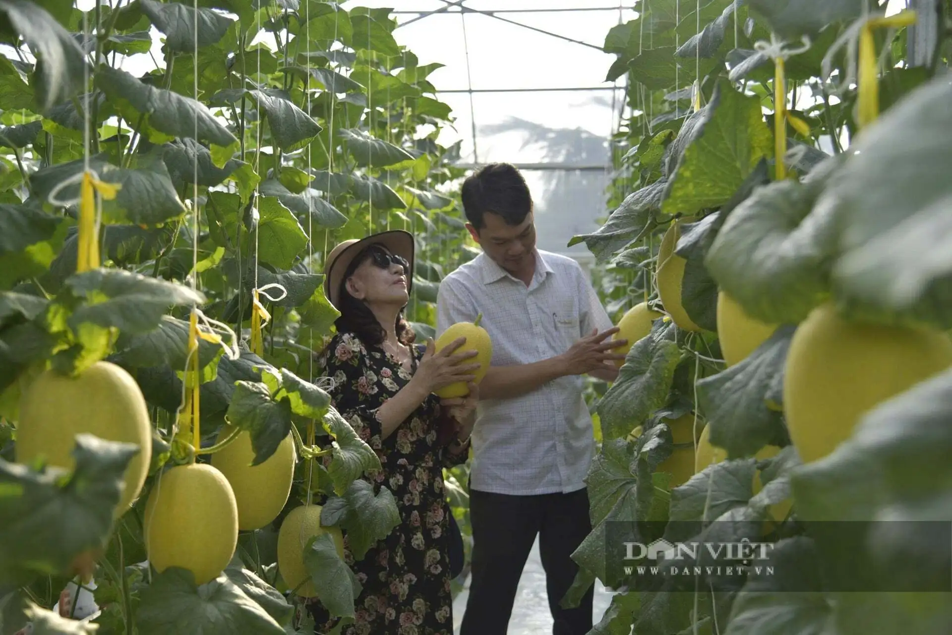 Gieo các giống mới này trên những cánh đồng lúa kém hiệu quả tại An Giang, hiệu quả không ngờ