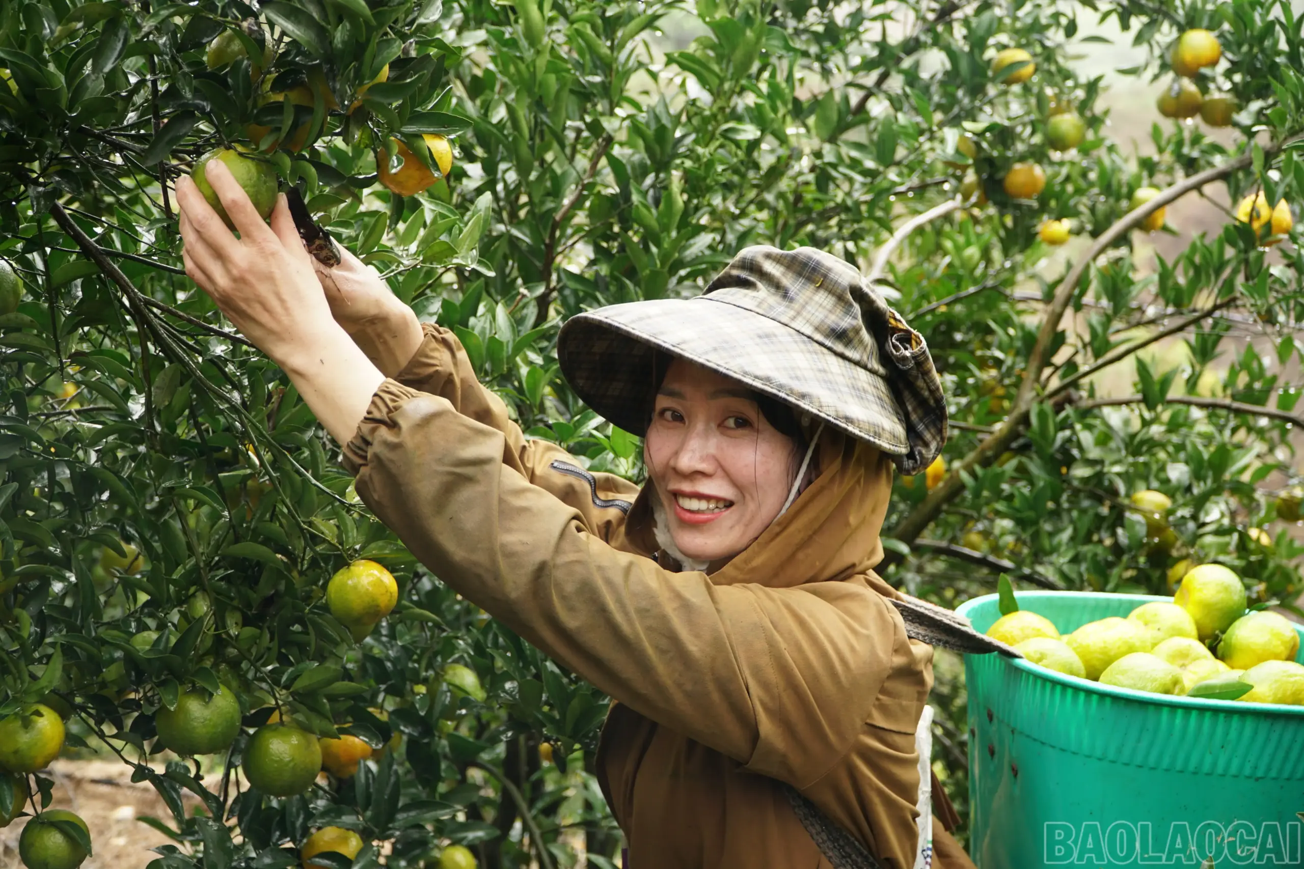 Gieo mầm xanh trên núi đá