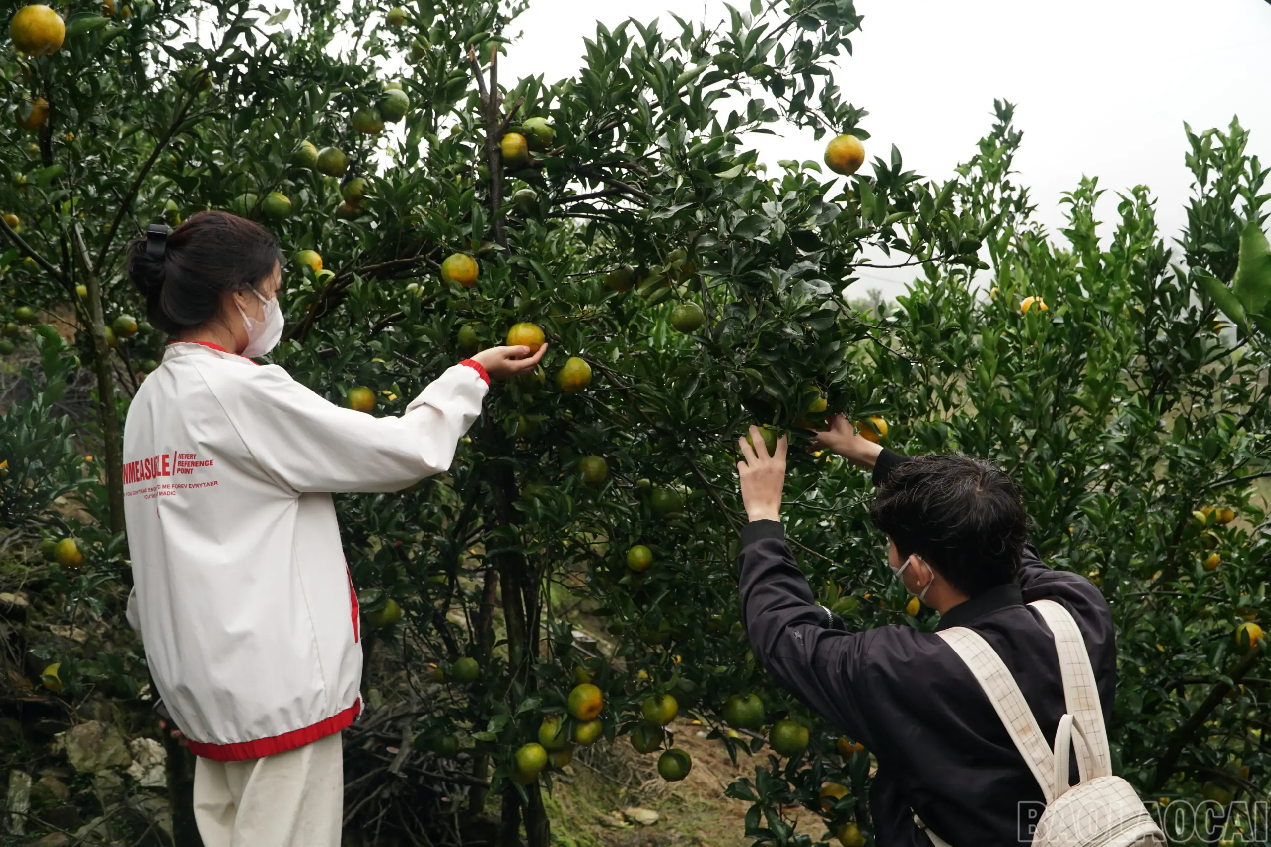 Gieo mầm xanh trên núi đá