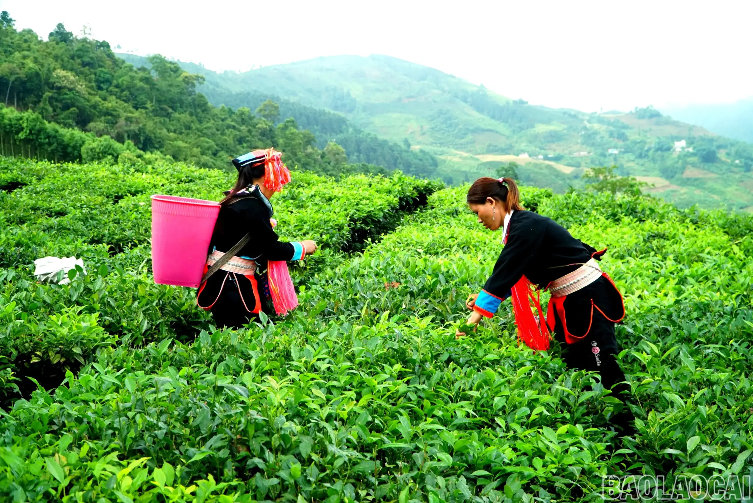 Gieo mầm xanh trên núi đá