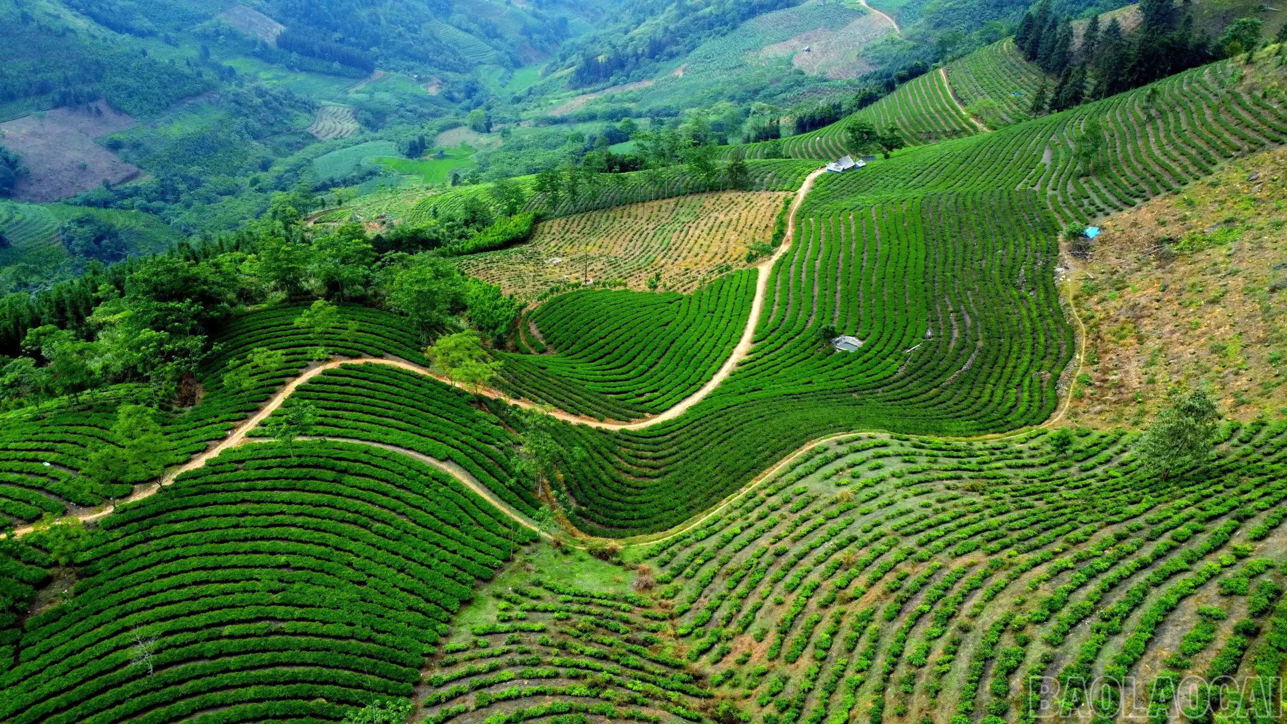 Gieo mầm xanh trên núi đá