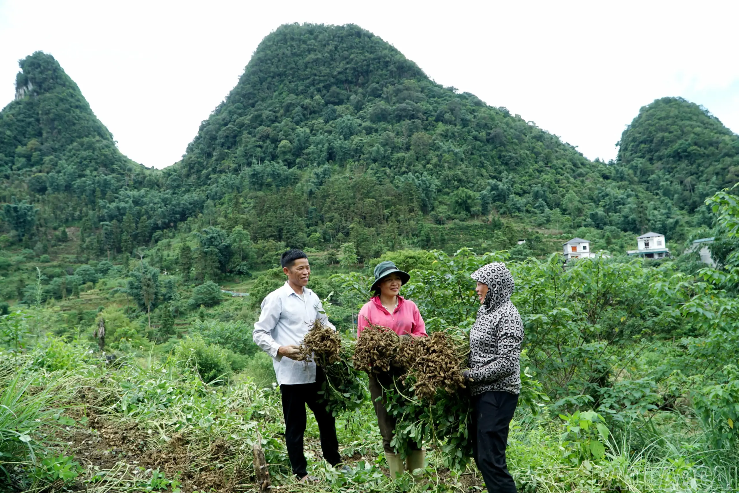 Gieo mầm xanh trên núi đá