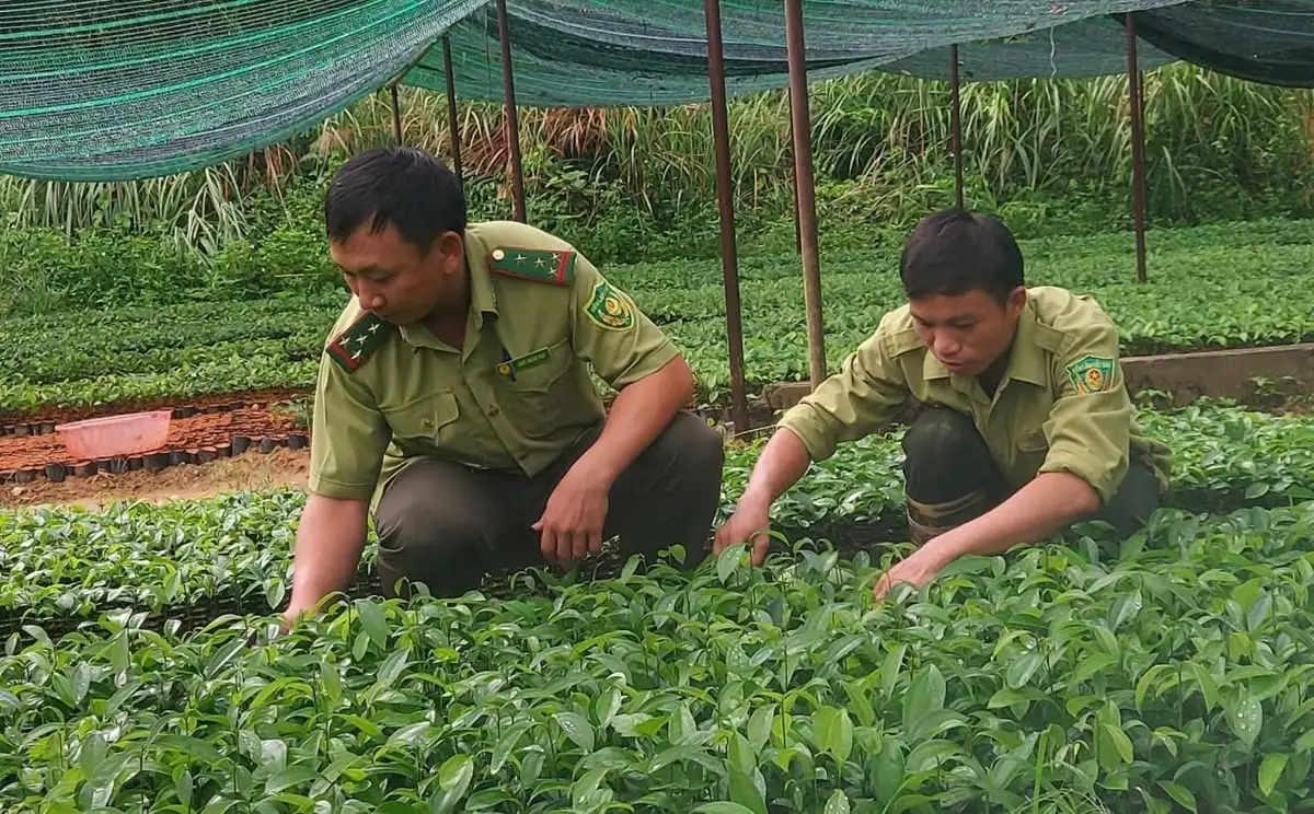 Gieo ‘sinh kế xanh’ nơi núi rừng biên cương