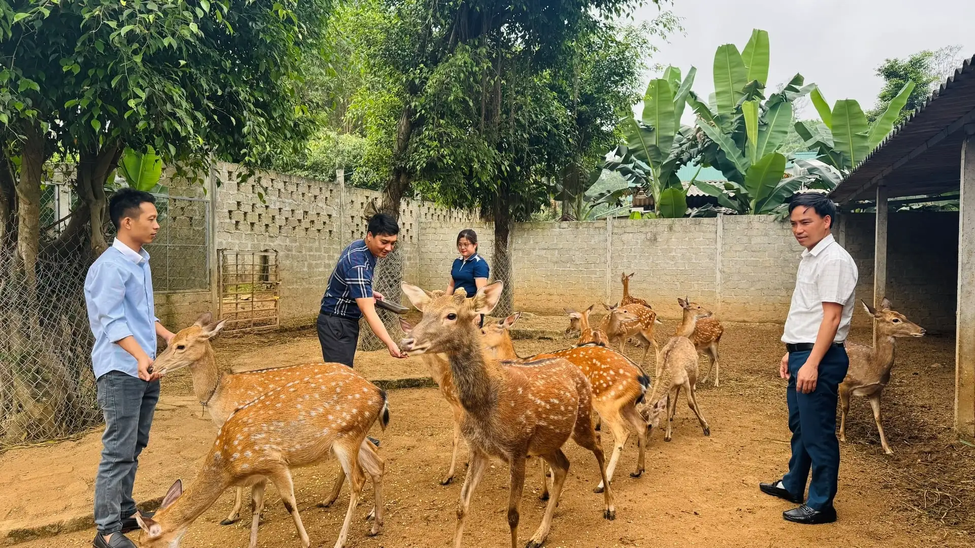 Hà Tĩnh vào vụ nhung hươu, người dân phấn khởi ‘hái lộc’