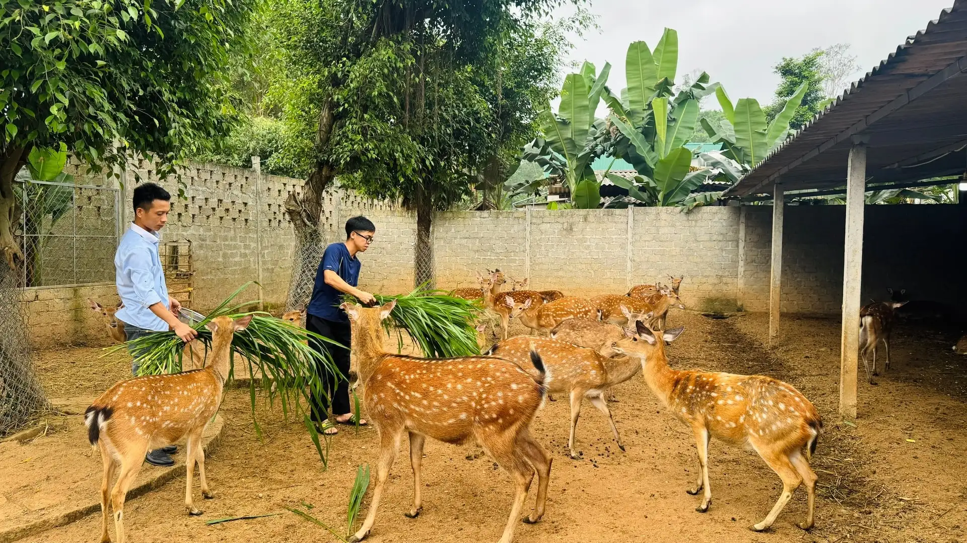 Hà Tĩnh vào vụ nhung hươu, người dân phấn khởi ‘hái lộc’