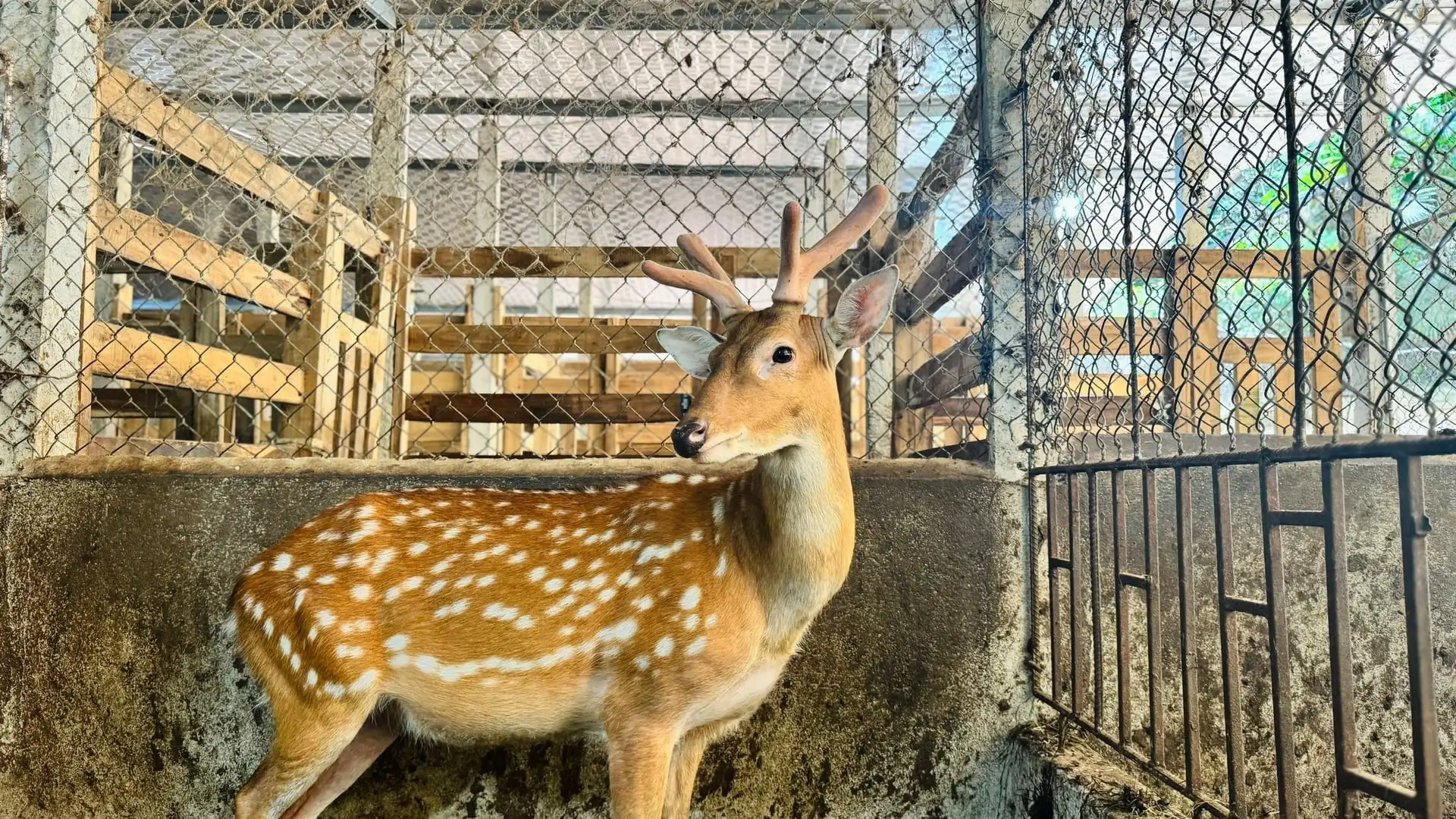 Hà Tĩnh vào vụ nhung hươu, người dân phấn khởi ‘hái lộc’
