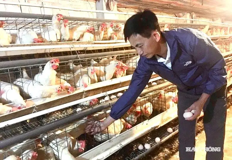 Hiệu quả áp dụng kỹ thuật mới trong sản xuất nông nghiệp