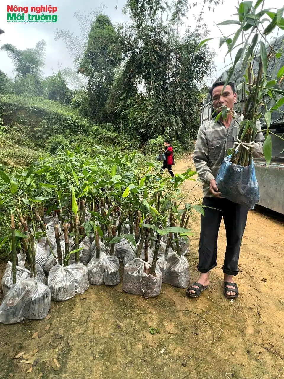 Hiệu quả bước đầu từ mô hình trồng, chế biến măng tre Trinh tại Na Hang