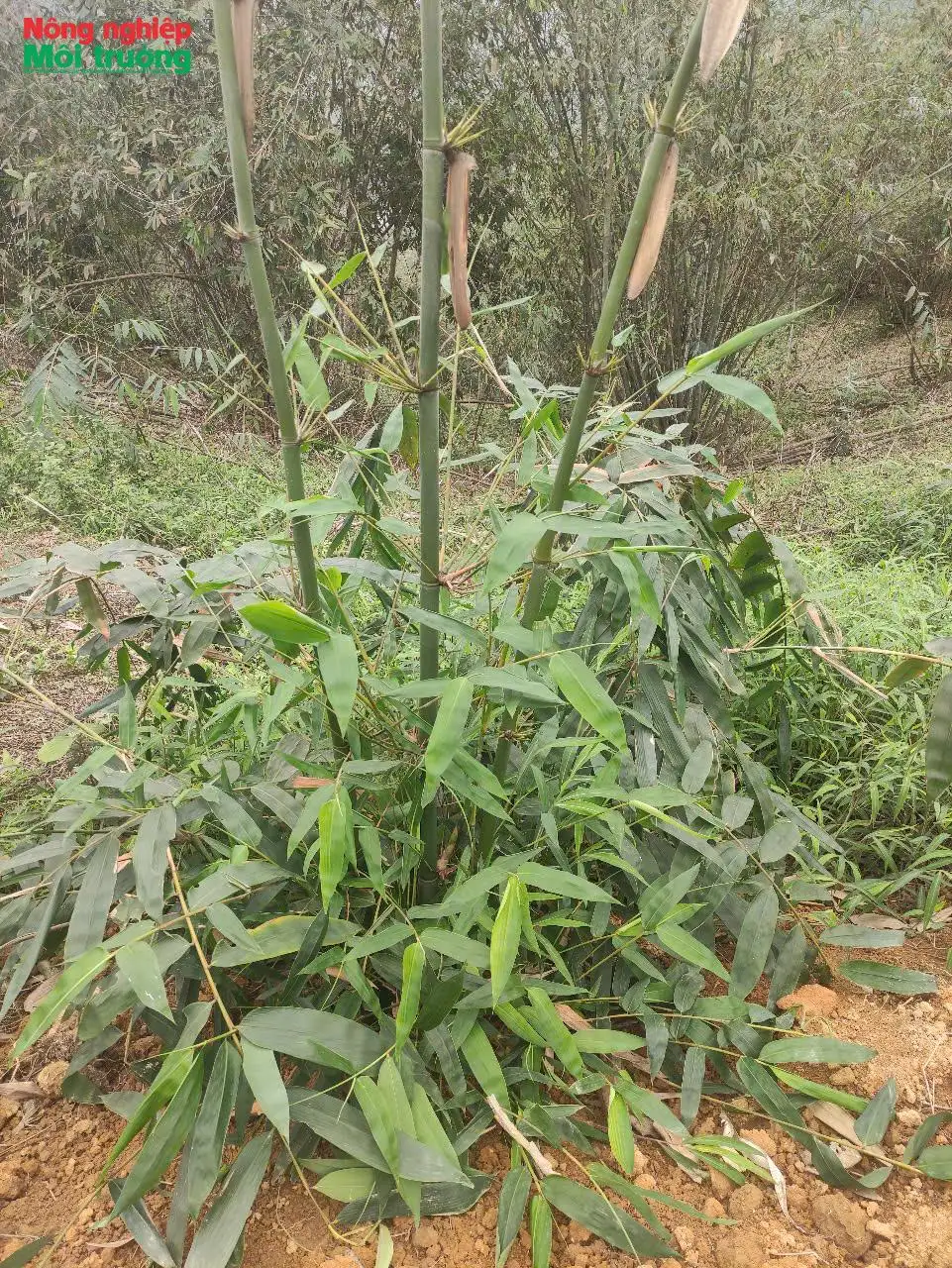 Hiệu quả bước đầu từ mô hình trồng, chế biến măng tre Trinh tại Na Hang