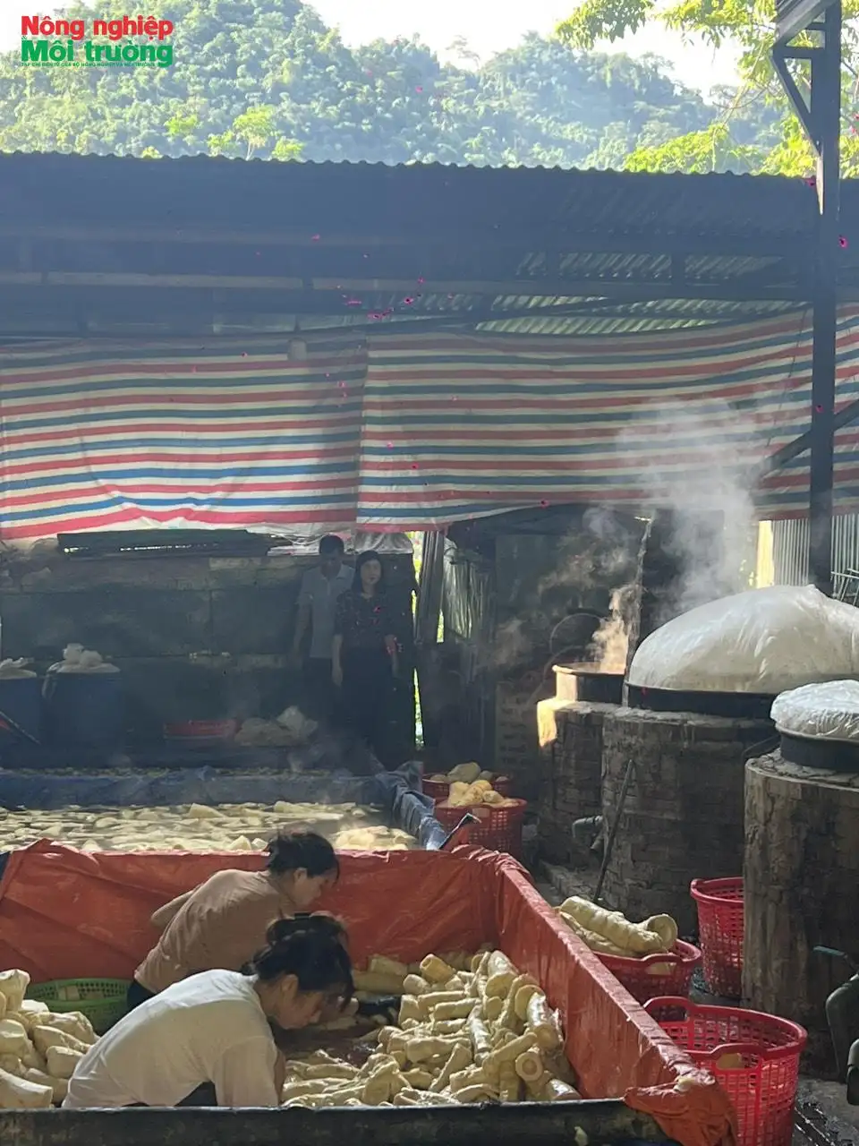 Hiệu quả bước đầu từ mô hình trồng, chế biến măng tre Trinh tại Na Hang