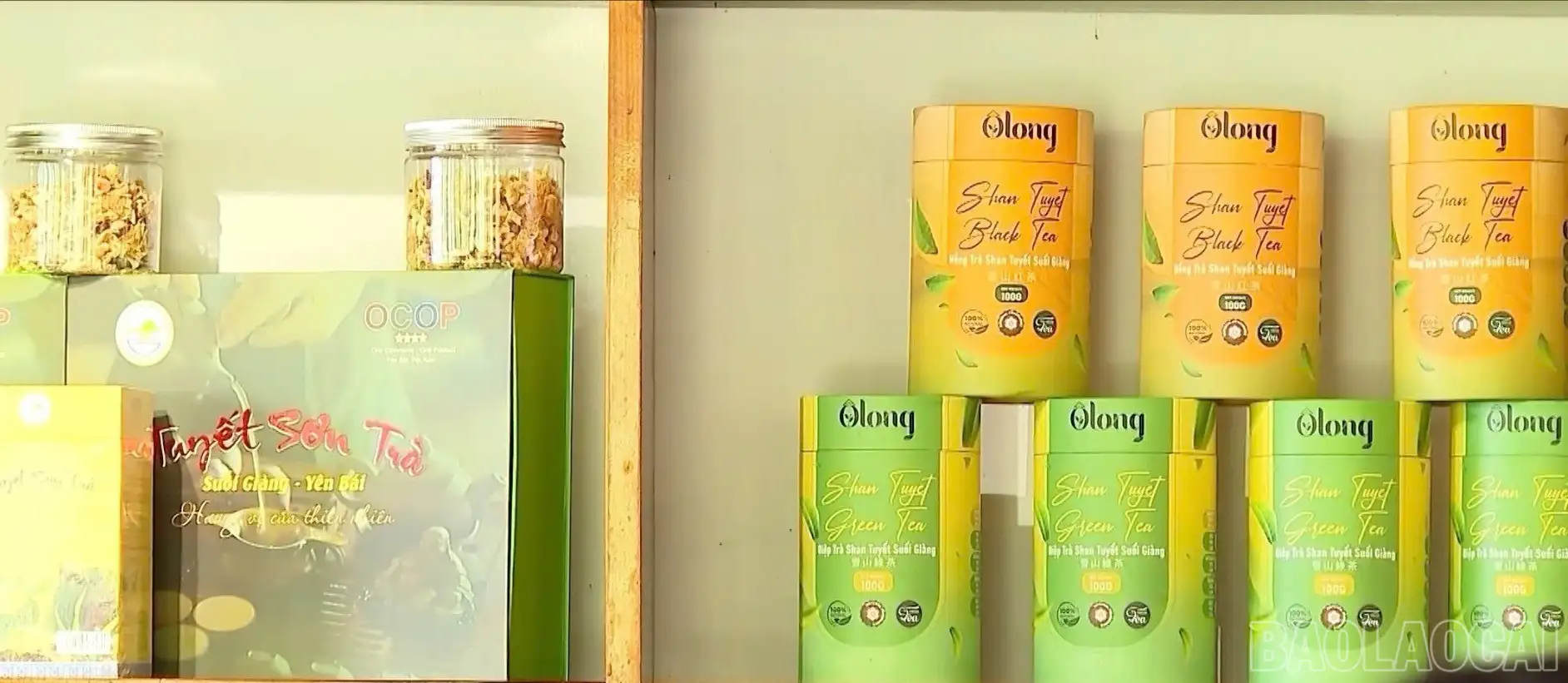 Hồi sinh vùng chè Shan tuyết cổ thụ gắn với chỉ dẫn địa lý