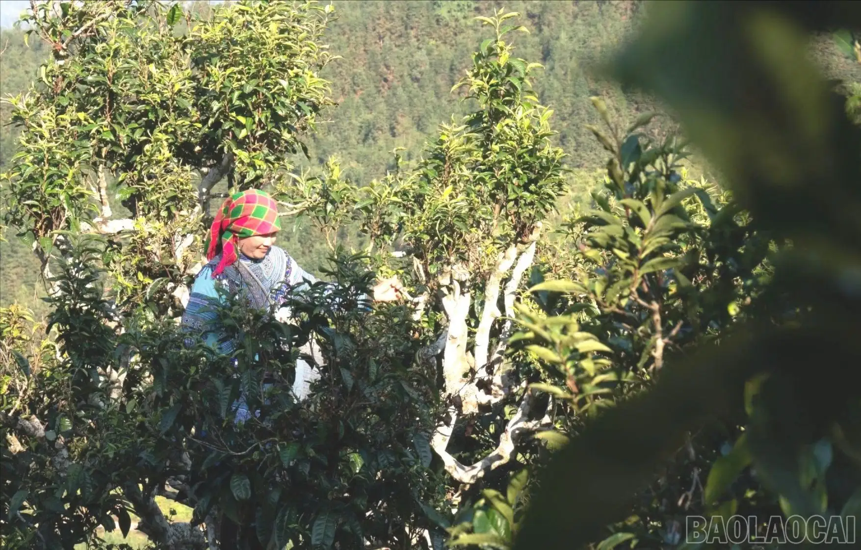 Hồi sinh vùng chè Shan tuyết cổ thụ gắn với chỉ dẫn địa lý