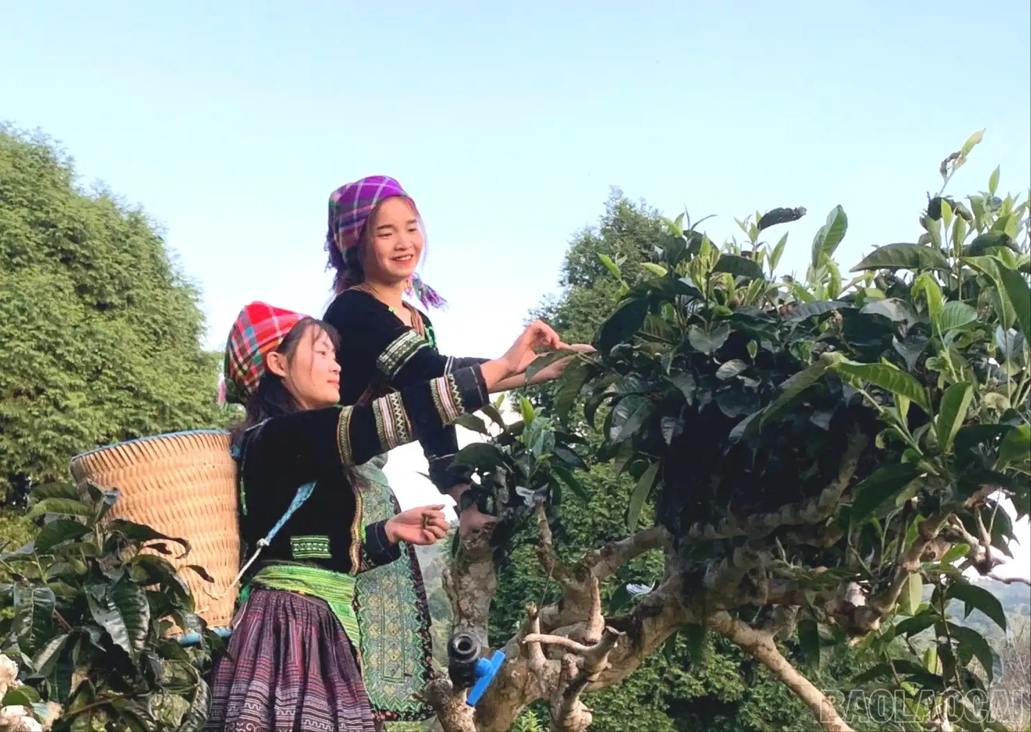 Hồi sinh vùng chè Shan tuyết cổ thụ gắn với chỉ dẫn địa lý