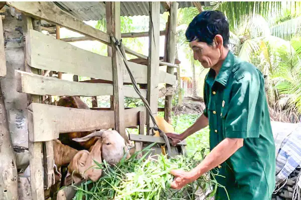 Hội viên Hội Cựu chiến binh xã Phú Phụng phát triển kinh tế gia đình với mô hình 5+1.