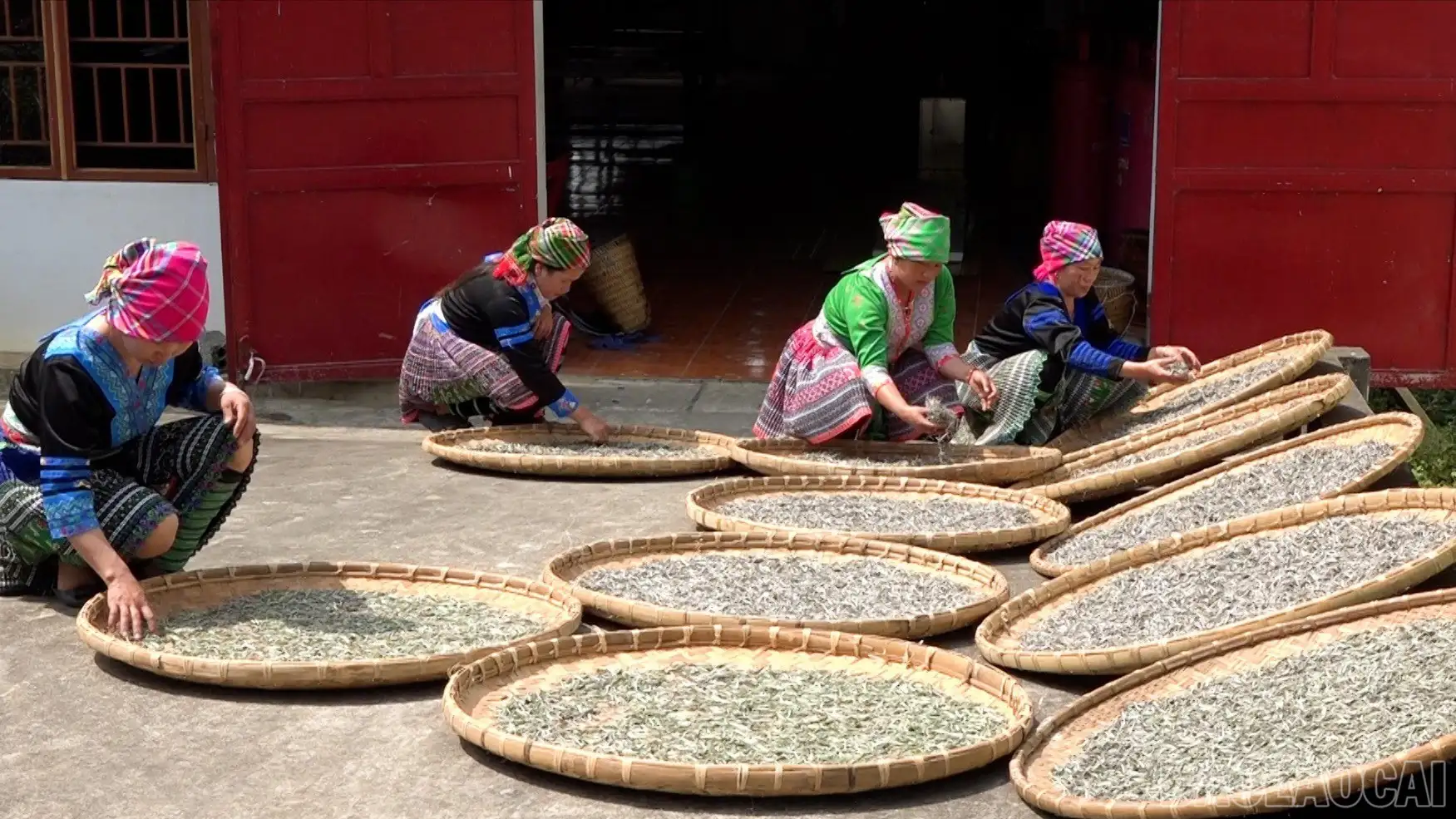 Hợp tác xã đồng hành cùng tỉnh hướng tới mục tiêu phát triển bền vững