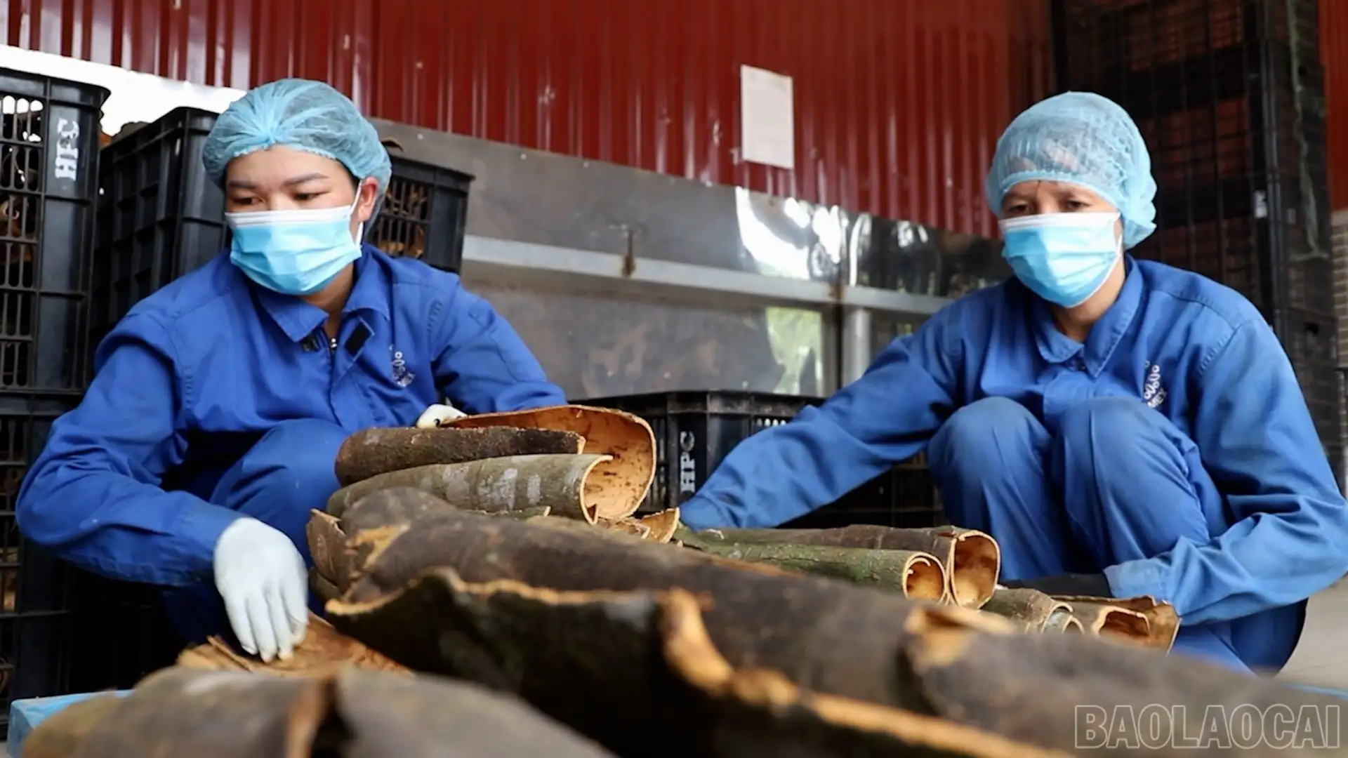 Hợp tác xã đồng hành cùng tỉnh hướng tới mục tiêu phát triển bền vững