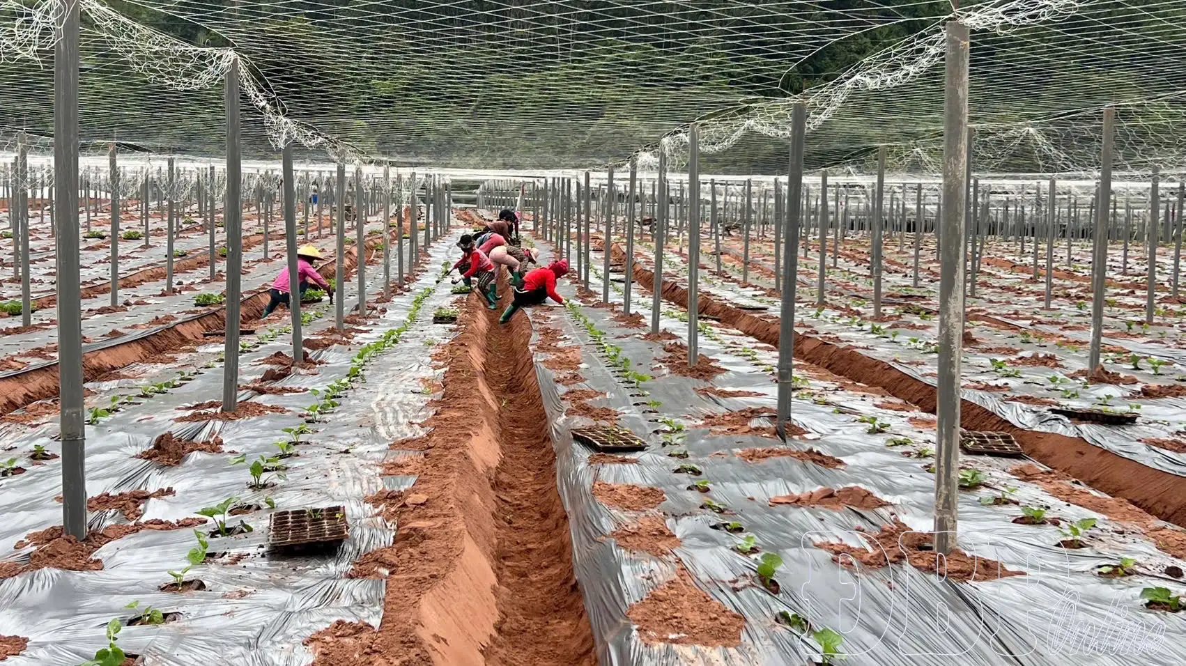 Hợp tác xã nâng tầm nông sản Điện Biên