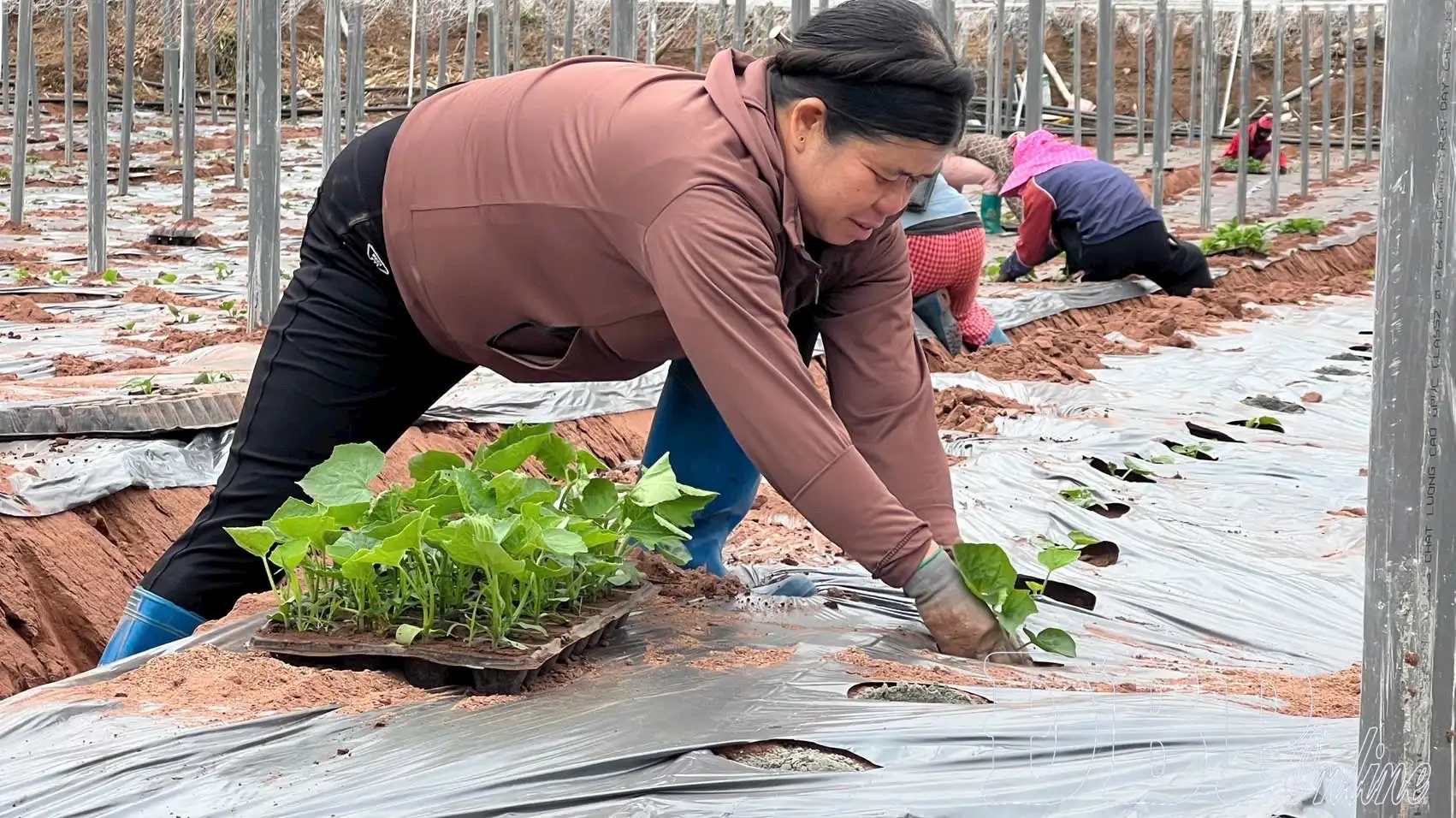 Hợp tác xã nâng tầm nông sản Điện Biên