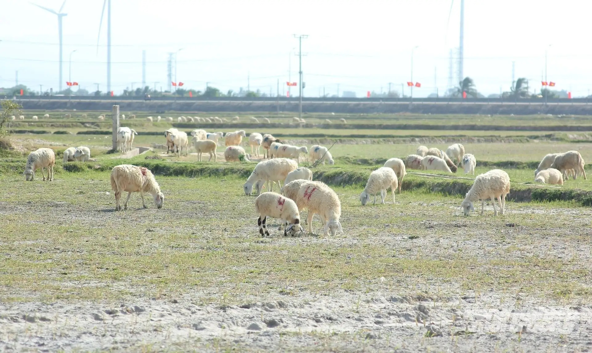 Khánh Hòa xây dựng nhiều đề án phát triển nông nghiệp