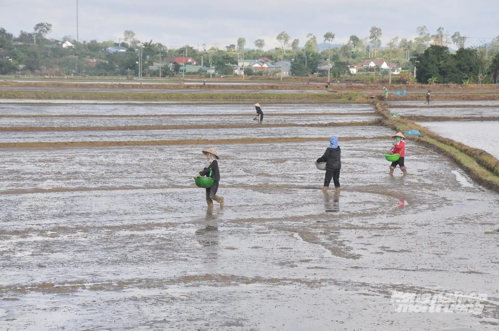 Khánh Hòa xây dựng nhiều đề án phát triển nông nghiệp