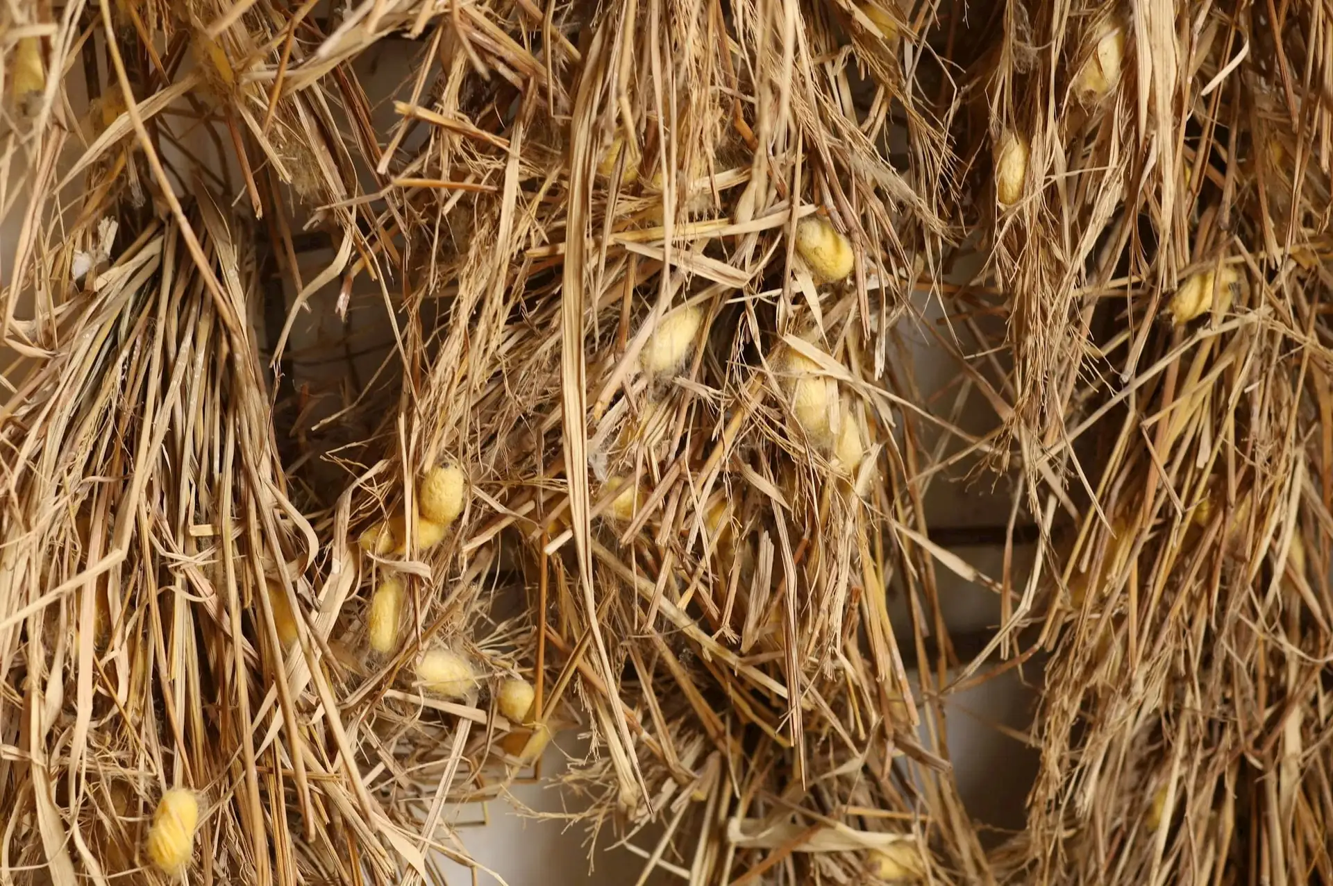 Khi con tằm trở thành “công nhân dệt lụa” ở Mỹ Đức