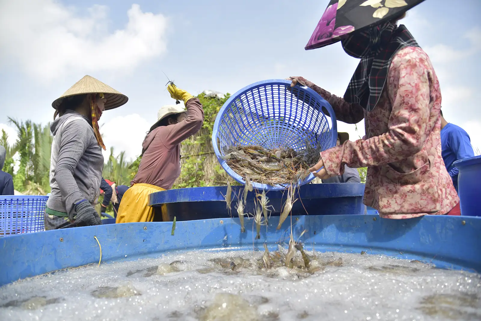 Kinh tế gia đình phát triển bền vững