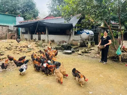 Làm giàu với mô hình kinh tế tuần hoàn nông hộ
