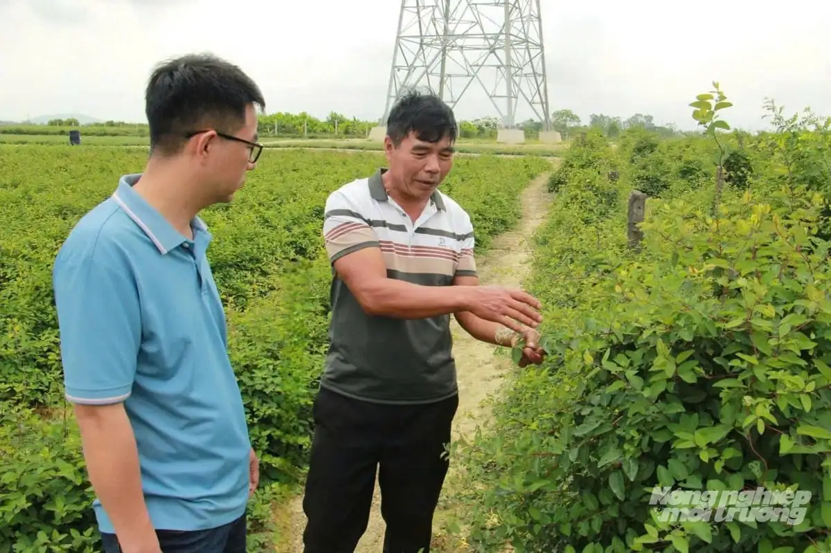 Làm OCOP từ dược liệu, mở hướng thoát nghèo