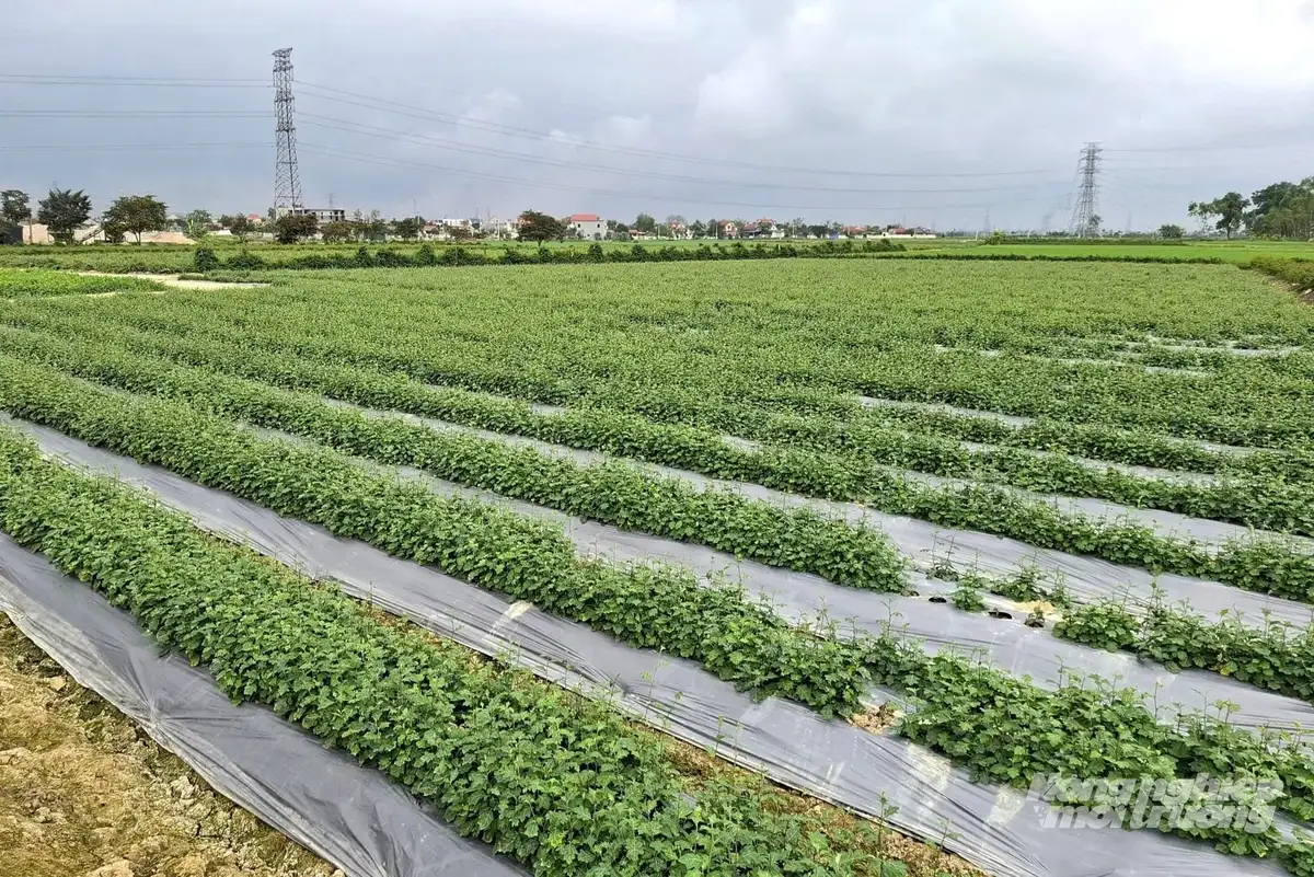 Làm OCOP từ dược liệu, mở hướng thoát nghèo