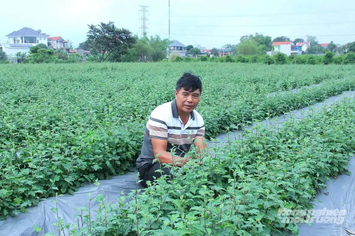 Làm OCOP từ dược liệu, mở hướng thoát nghèo