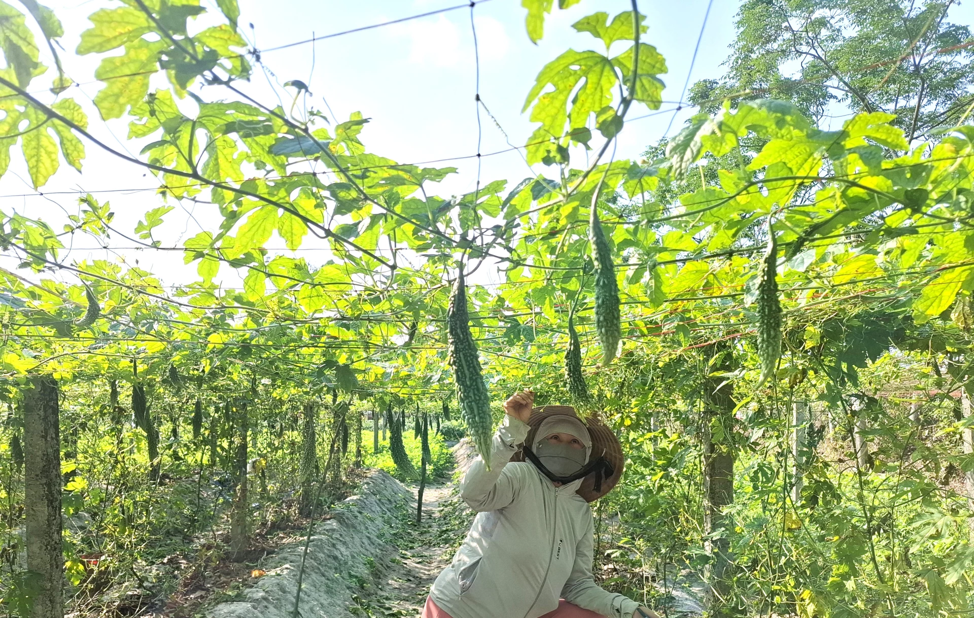 Lan tỏa phong trào sản xuất, kinh doanh giỏi