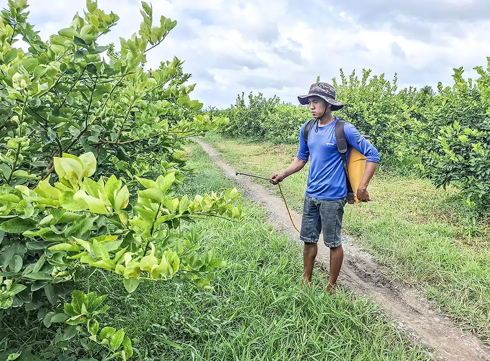 Liên kết “4 nhà” tạo động lực phát triển cây có múi