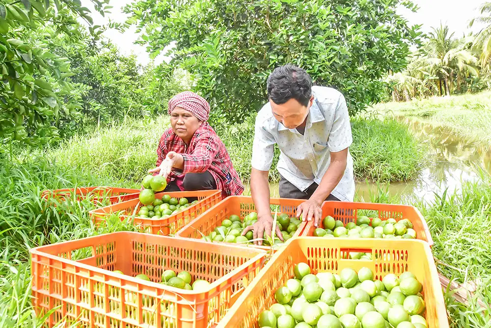 Liên kết “4 nhà” tạo động lực phát triển cây có múi