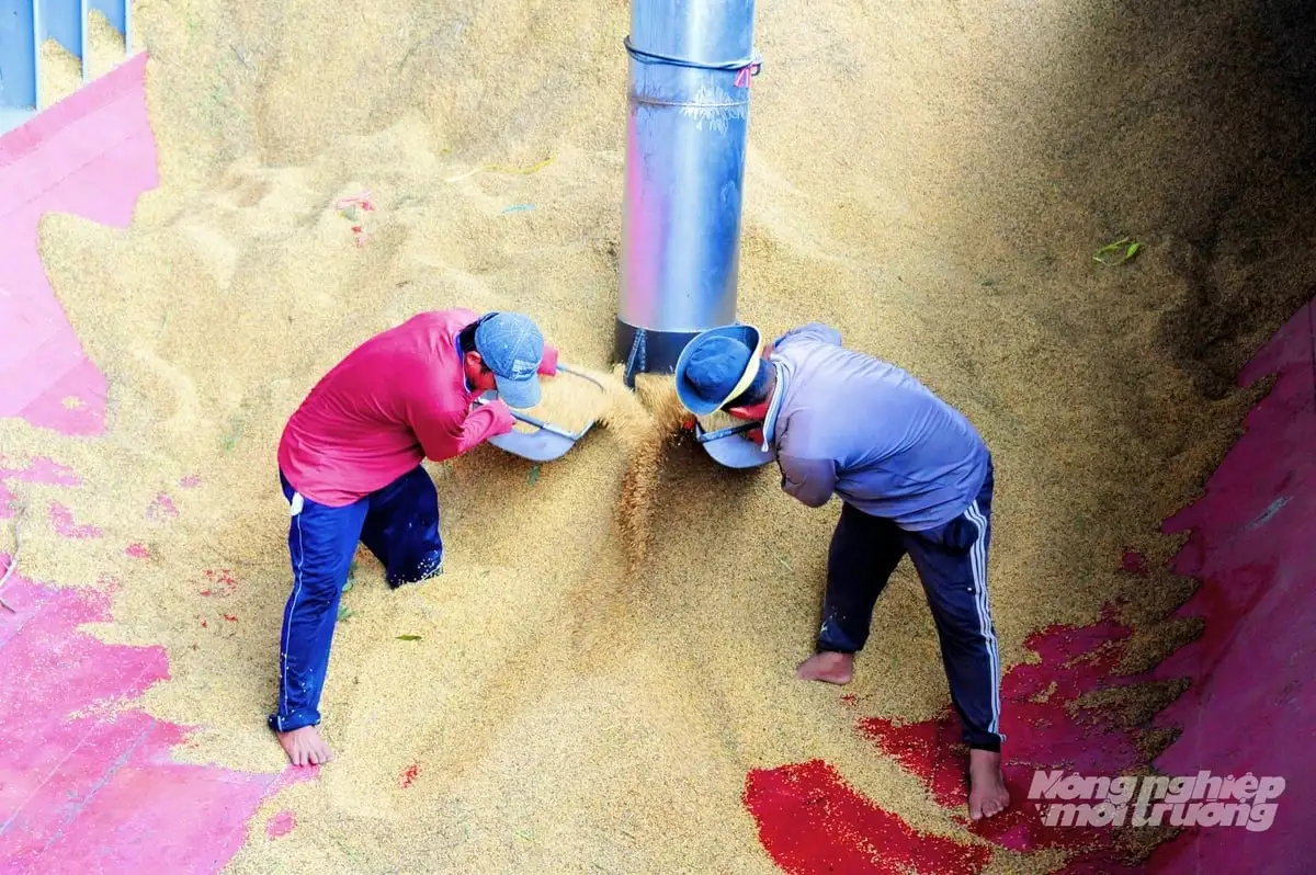 Liên kết chuỗi – đòn bẩy cho Đề án 1 triệu ha lúa chất lượng cao