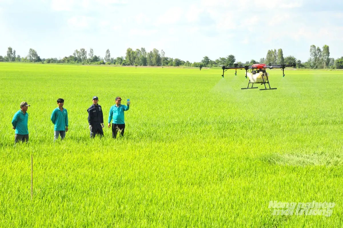 Liên kết chuỗi – đòn bẩy cho Đề án 1 triệu ha lúa chất lượng cao