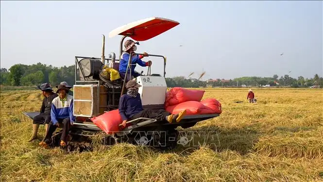 Liên kết chuỗi, nâng tầm giá trị nông sản