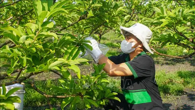 Liên kết chuỗi, nâng tầm giá trị nông sản