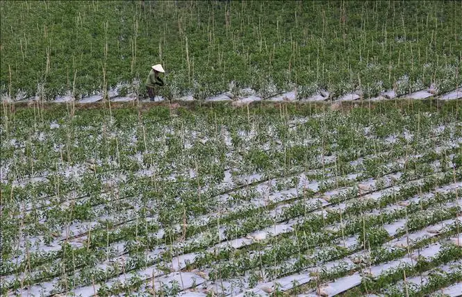 Liên kết chuỗi, nâng tầm giá trị nông sản