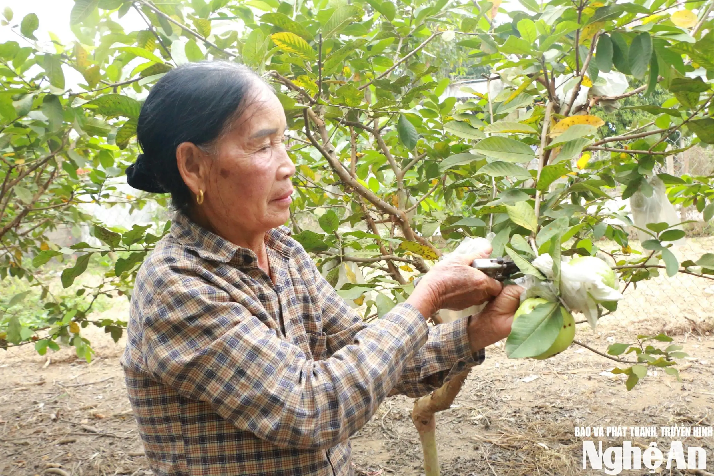 Liên kết sản xuất, nâng giá trị cây ổi Thái Hòa