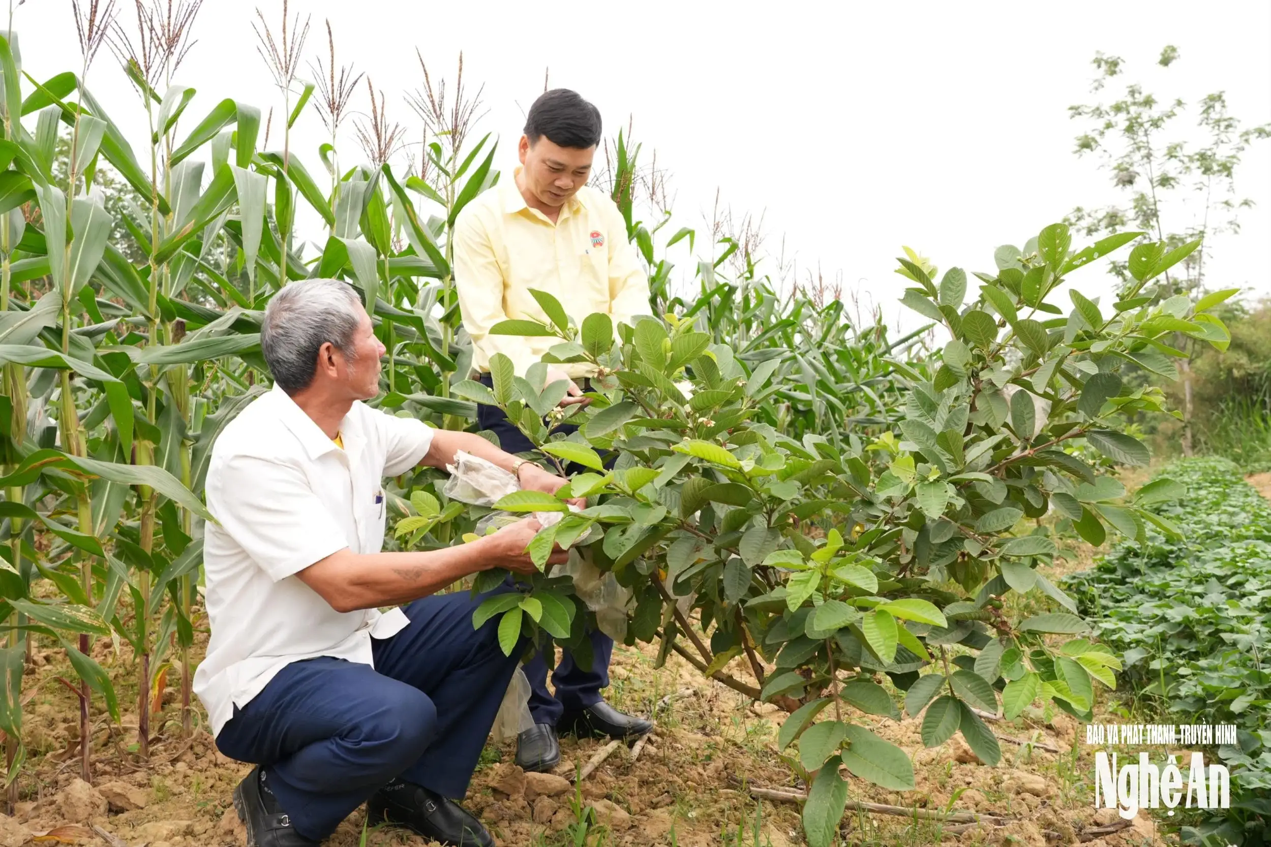 Liên kết sản xuất, nâng giá trị cây ổi Thái Hòa